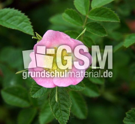 Heckenrose-rosa.jpg